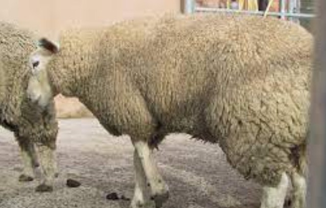 J-K govt issues advisory after occurrence of FMD among sheep